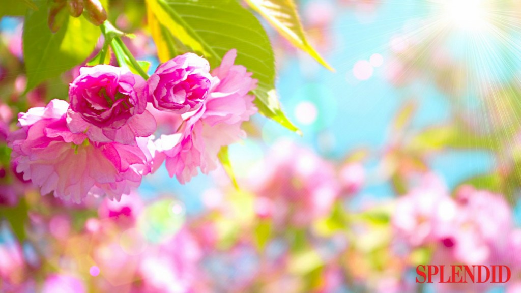 beautiful-pink-cherry-blossom