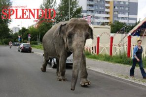 Слониха сбежала из цирка и разгуливала по городу в США
