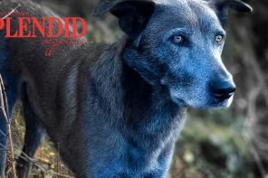 Новая загадка Чернобыля